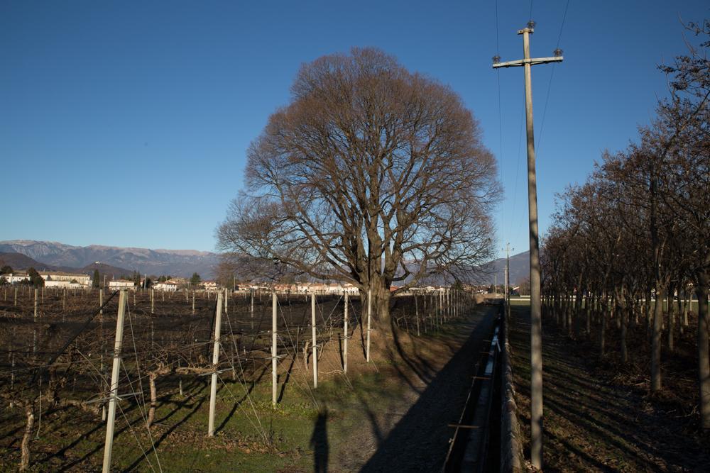 Al Bagolaro Bed & Breakfast Crocetta del Montello Bagian luar foto