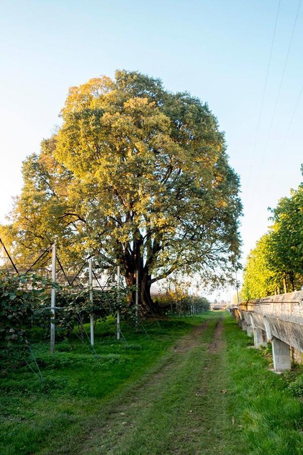 Al Bagolaro Bed & Breakfast Crocetta del Montello Bagian luar foto