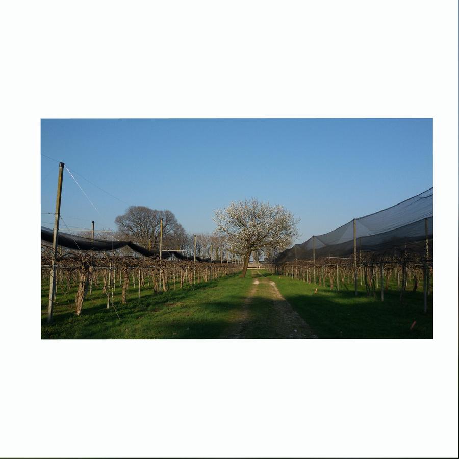 Al Bagolaro Bed & Breakfast Crocetta del Montello Bagian luar foto