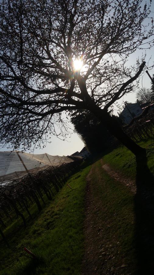 Al Bagolaro Bed & Breakfast Crocetta del Montello Bagian luar foto